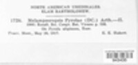 Rossmanomyces pyrolae image
